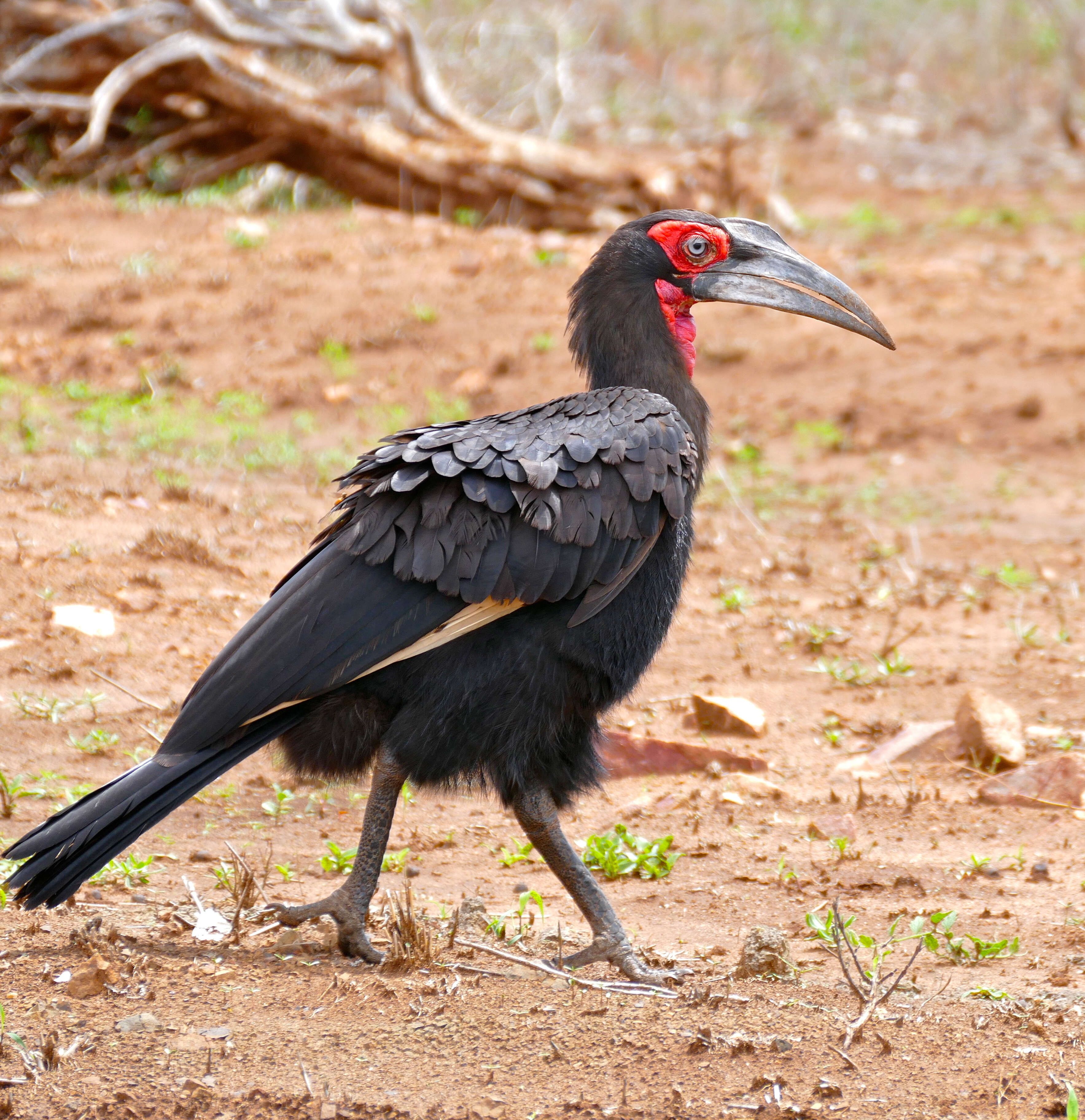 Image of ground-hornbills