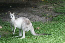 Image of Macropus giganteus giganteus Shaw 1790