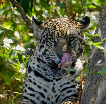 Image of Jaguar