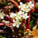 Image of Poranthera petalifera (Orchard & J. B. Davies) Halford & R. J. F. Hend.