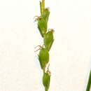 صورة Carex digitalis Willd.