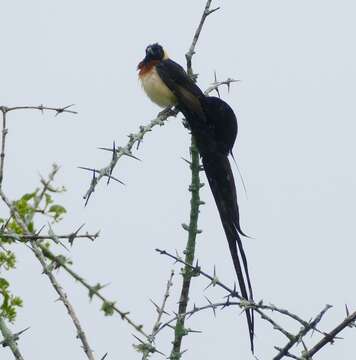 Image of Eastern Paradise-whydah