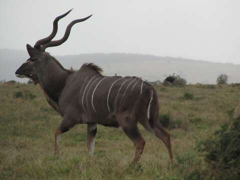 Image of Spiral-horned Antelope