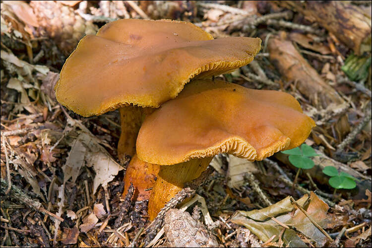 Image of Cortinarius callisteus (Fr.) Fr. 1838