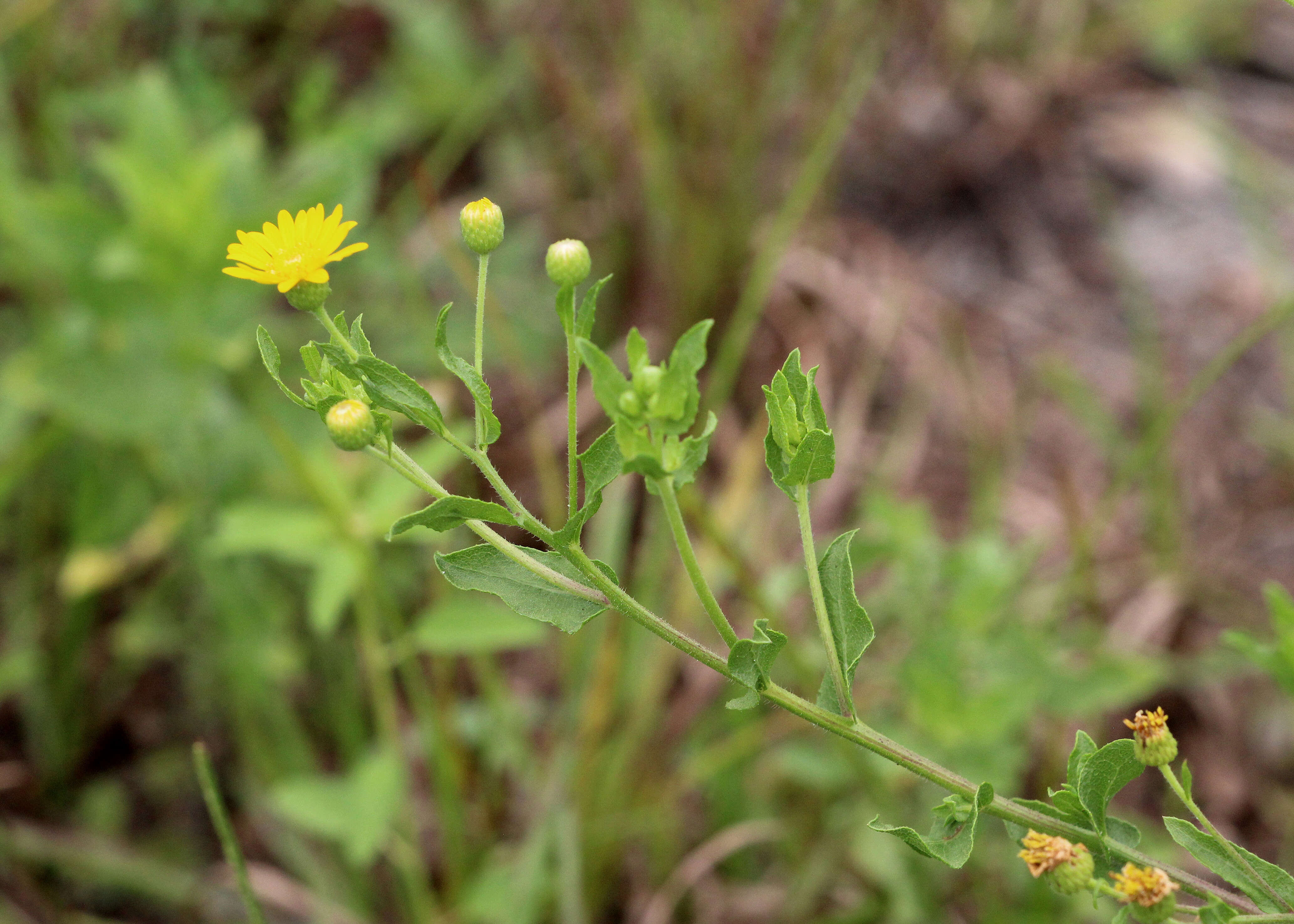 Image of false goldenaster