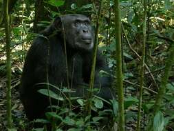 Image of Chimpanzees