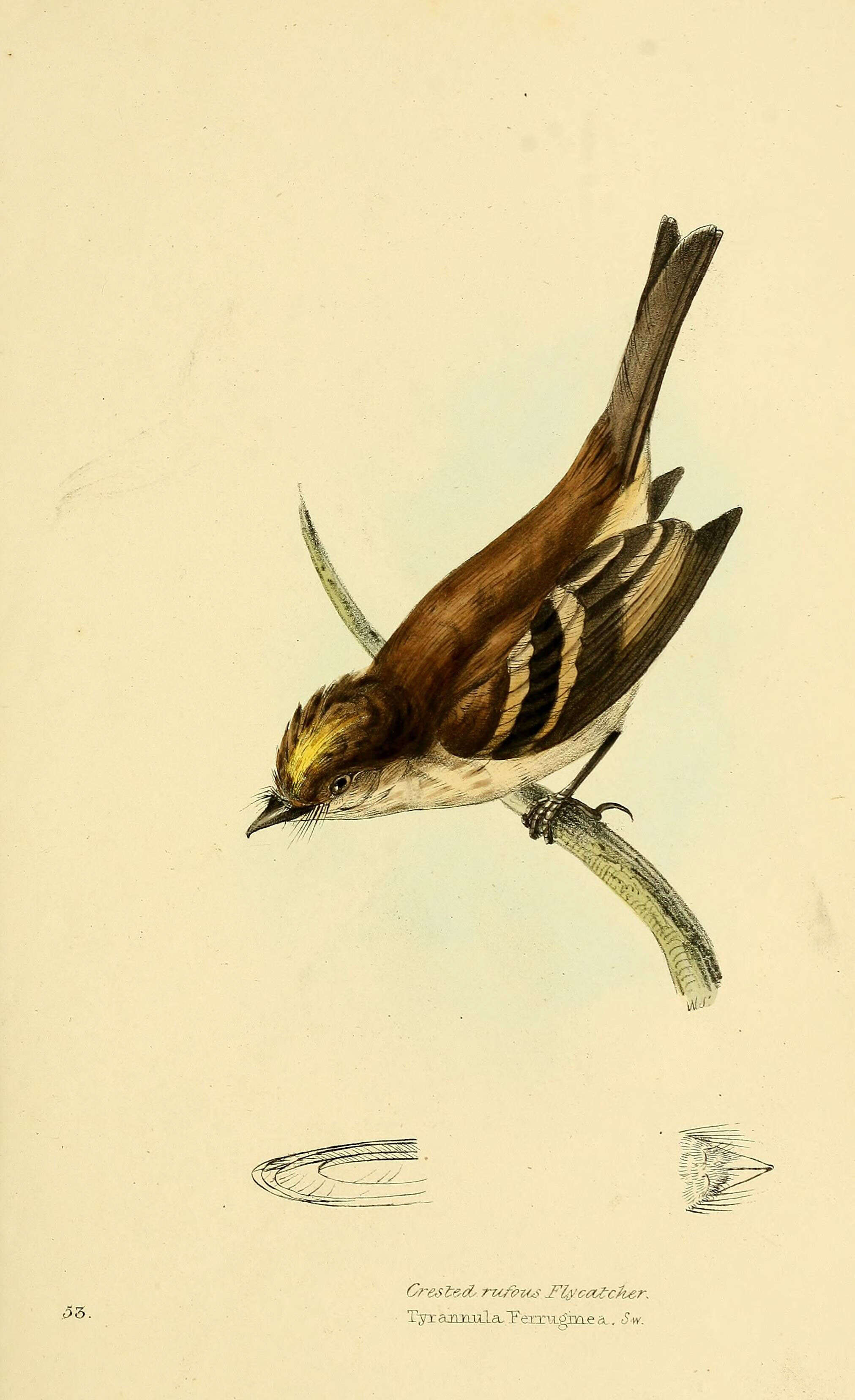 Image of Myiophobus Reichenbach 1850