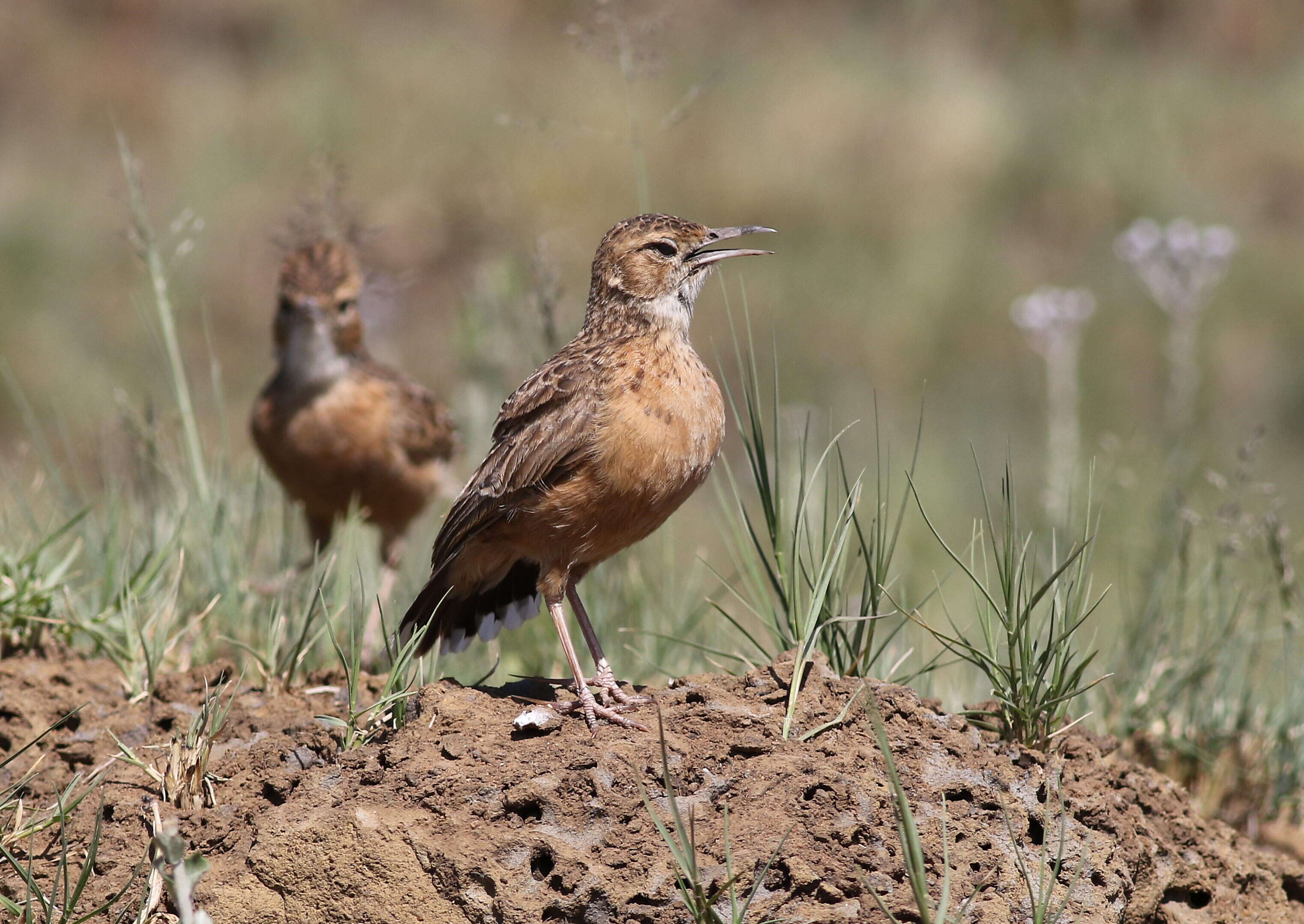 Imagem de Chersomanes Cabanis 1851