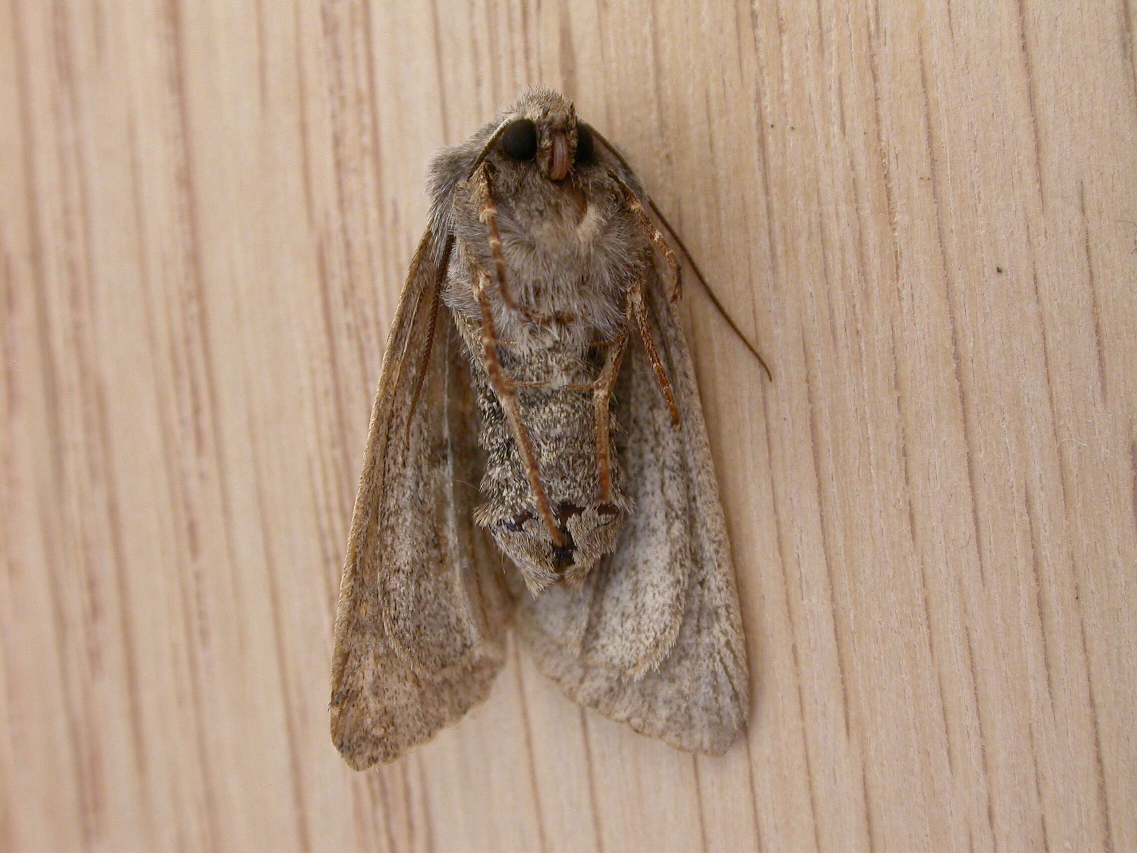 Orthosia gothica Linnaeus 1758 resmi