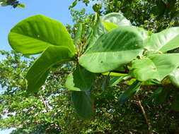 Image of tropical almond