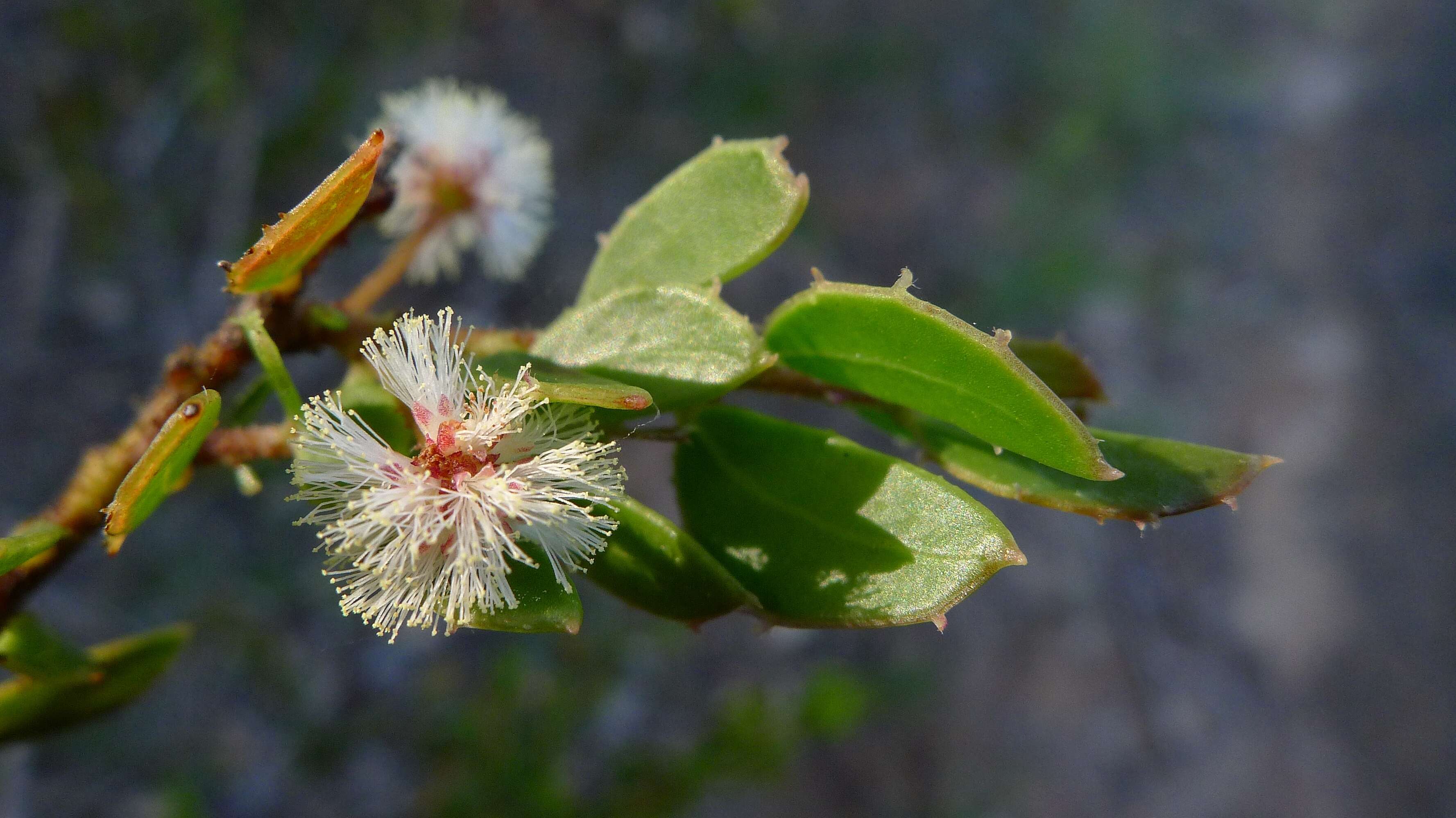 Image of Acacia hispidula (Sm.) Willd.