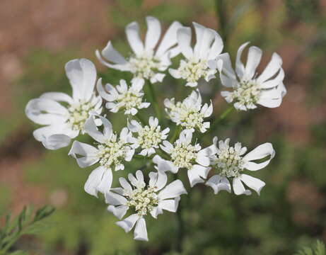 Image of White lace flower