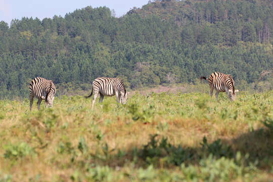 Image of Burchell's Zebra