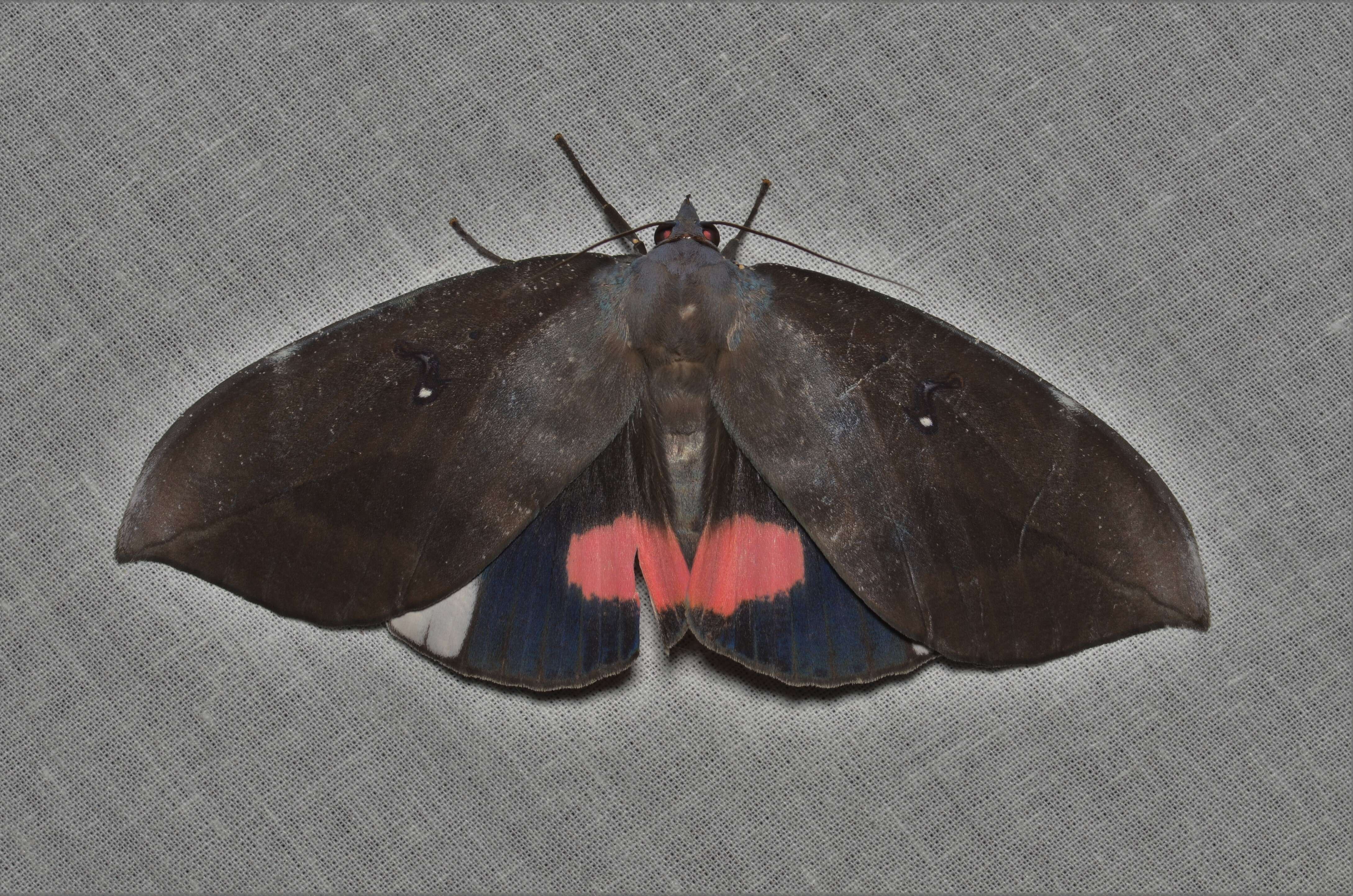 Image of Fruit-piercing Moths