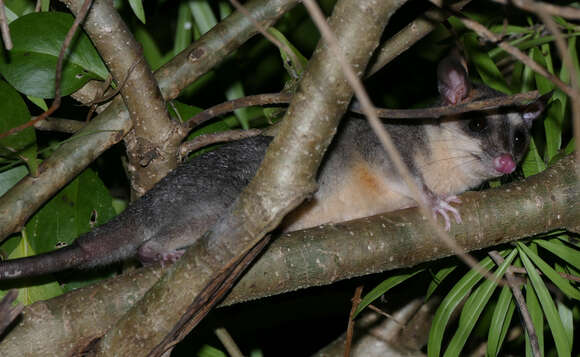 Image of Gray and black four-eyed opossum