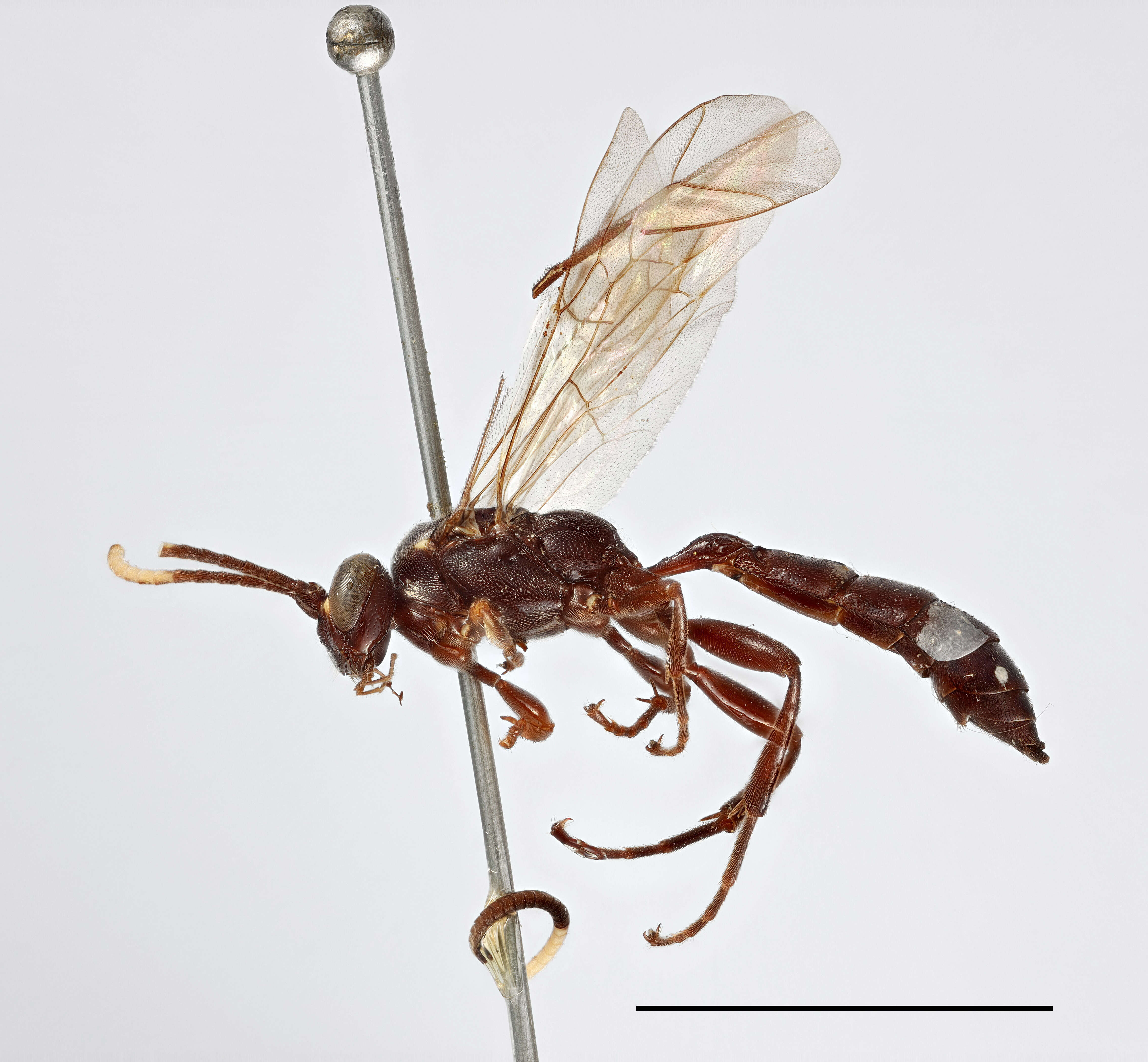 Image of Ichneumon