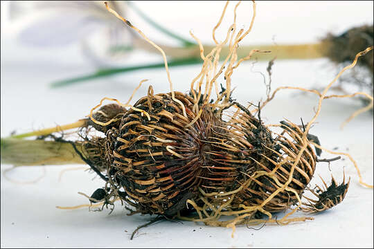 Image of Crocus reticulatus Steven ex Adam