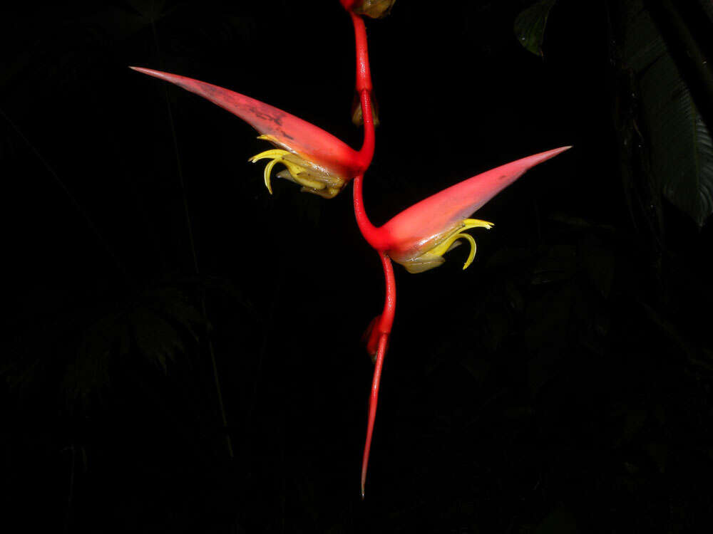 Image of Heliconia trichocarpa G. S. Daniels & F. G. Stiles