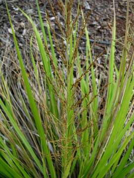 Sivun Eragrostis grandis Hildebr. kuva