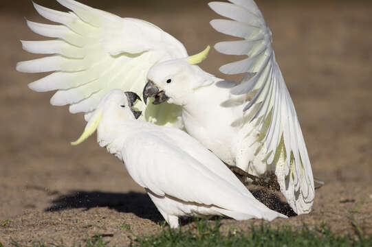 Image of Sulphur-crested Cockatoo