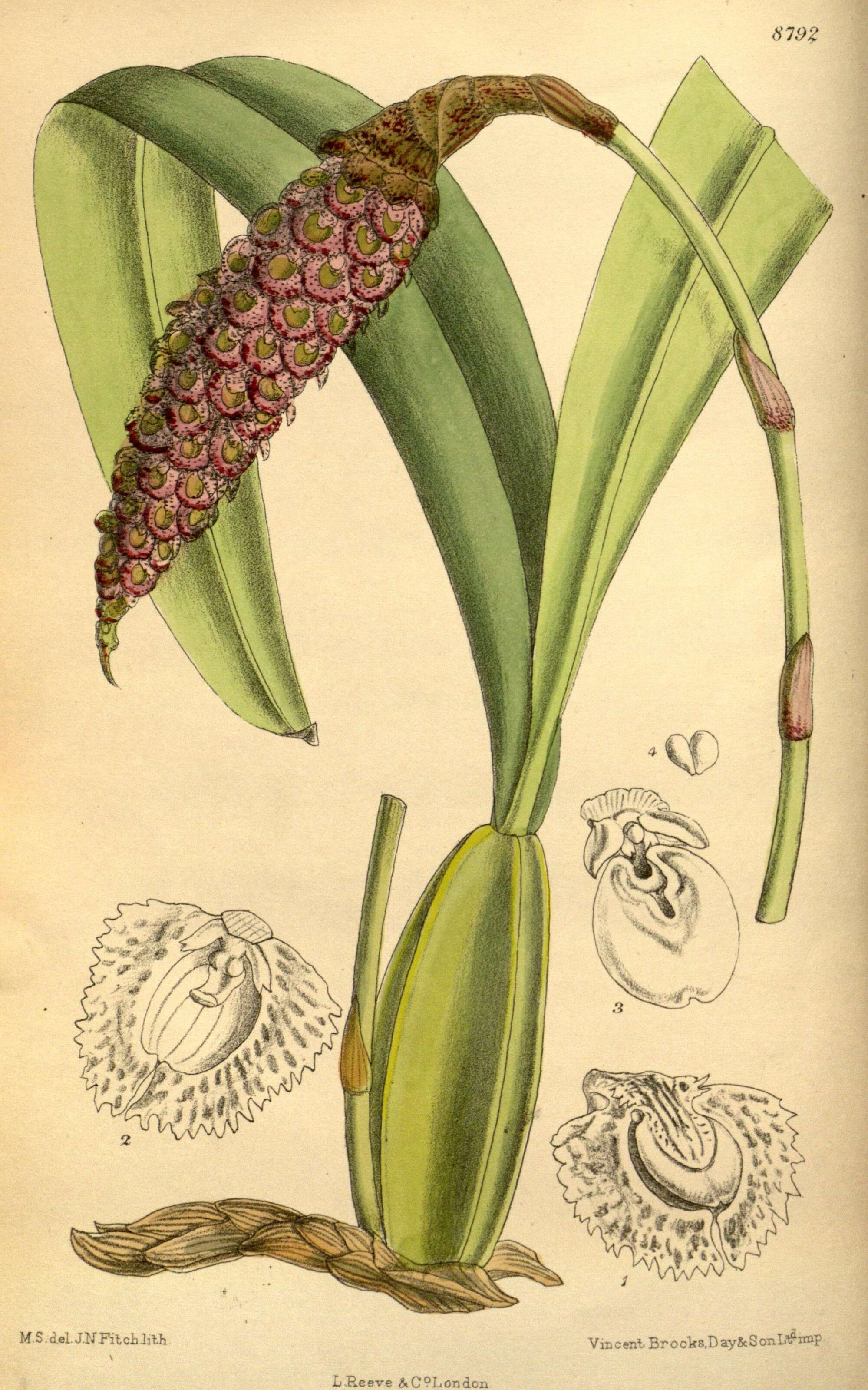 Image of Bulbophyllum coriophorum Ridl.