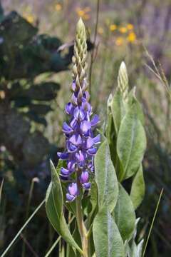 Image of Lupinus velutinus Benth.