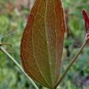 Image of Smilax goyazana A. DC.