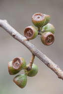 Слика од Eucalyptus amygdalina Labill.