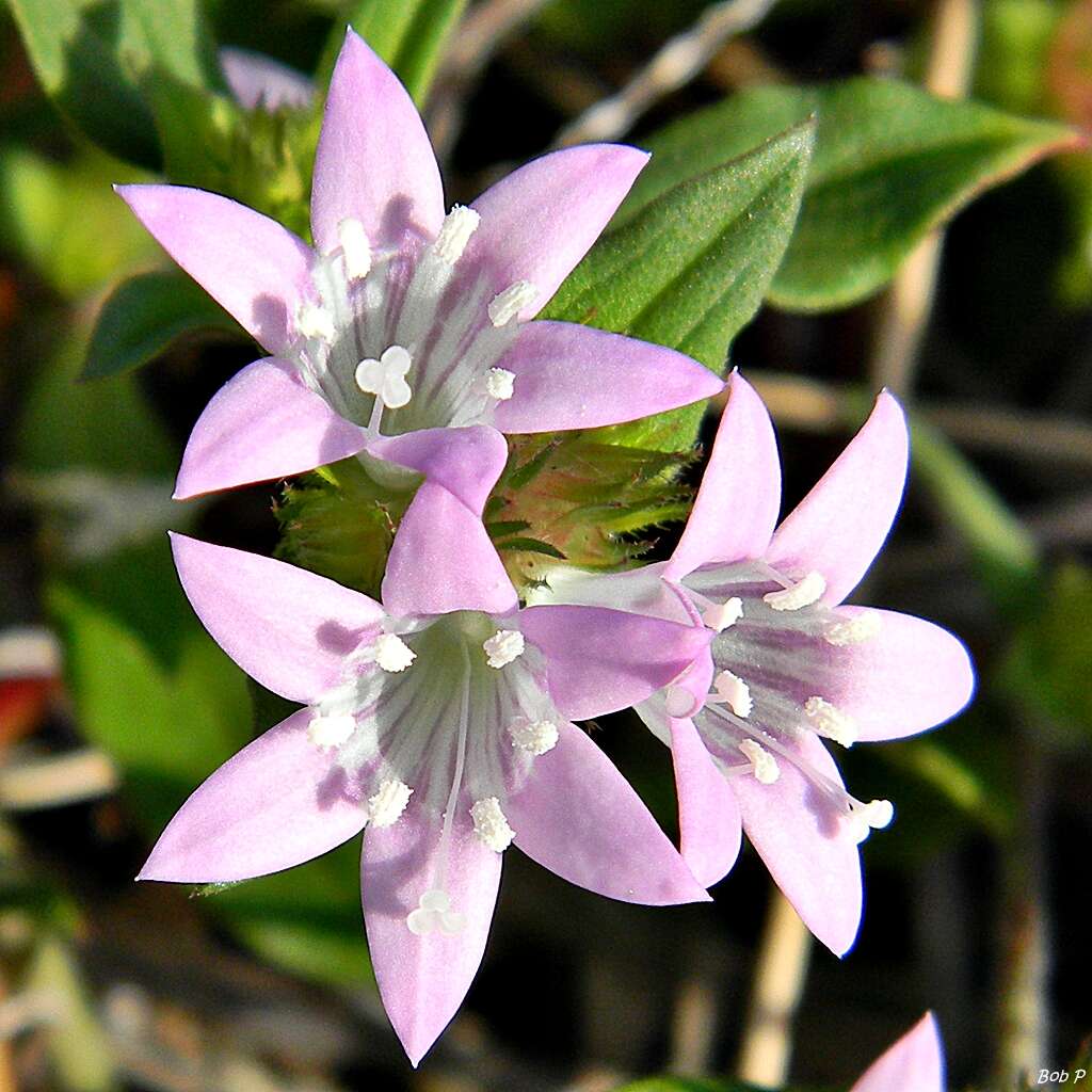 Image of Mexican clover