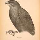 Image of Black Falcon