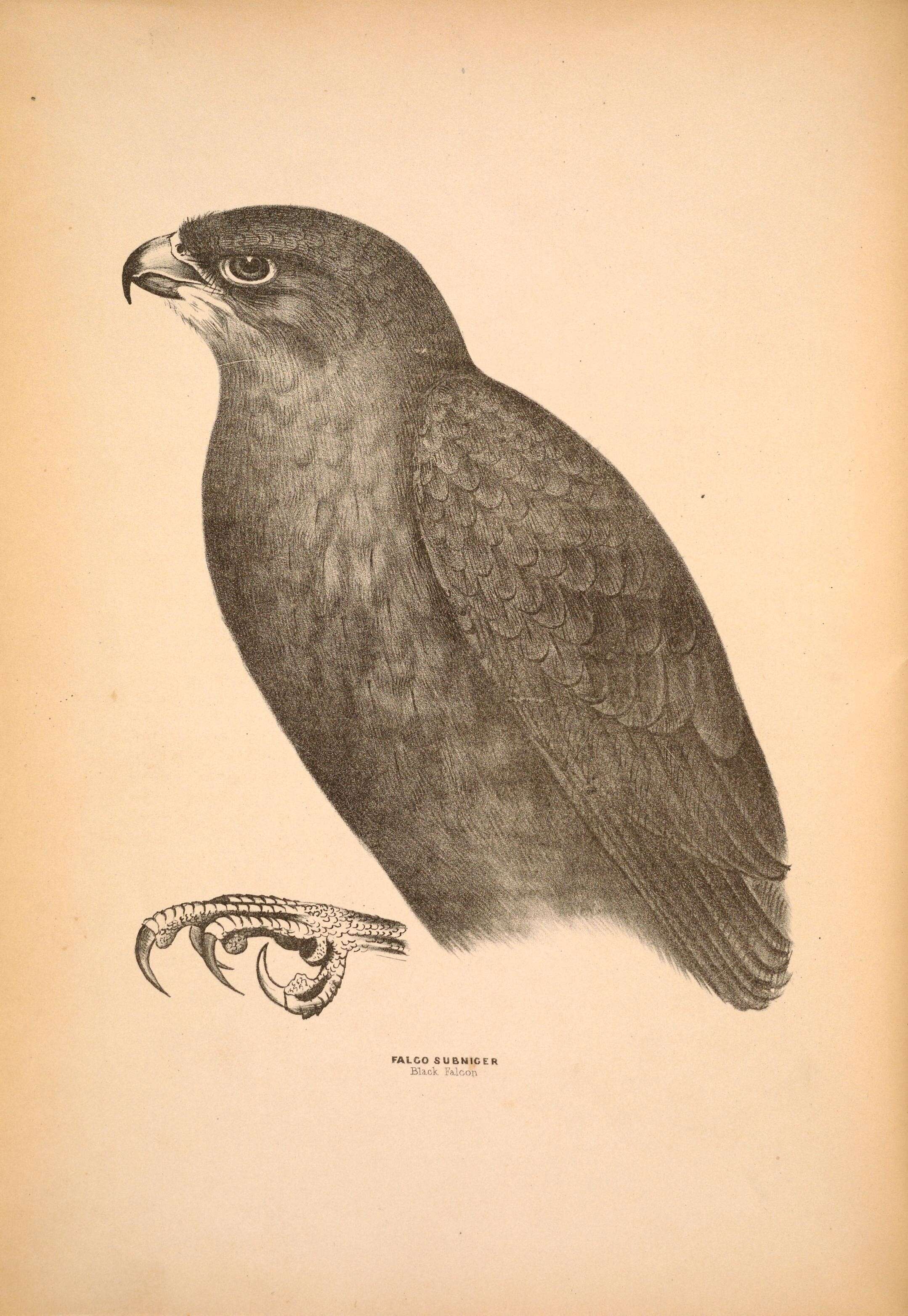 Image of Black Falcon