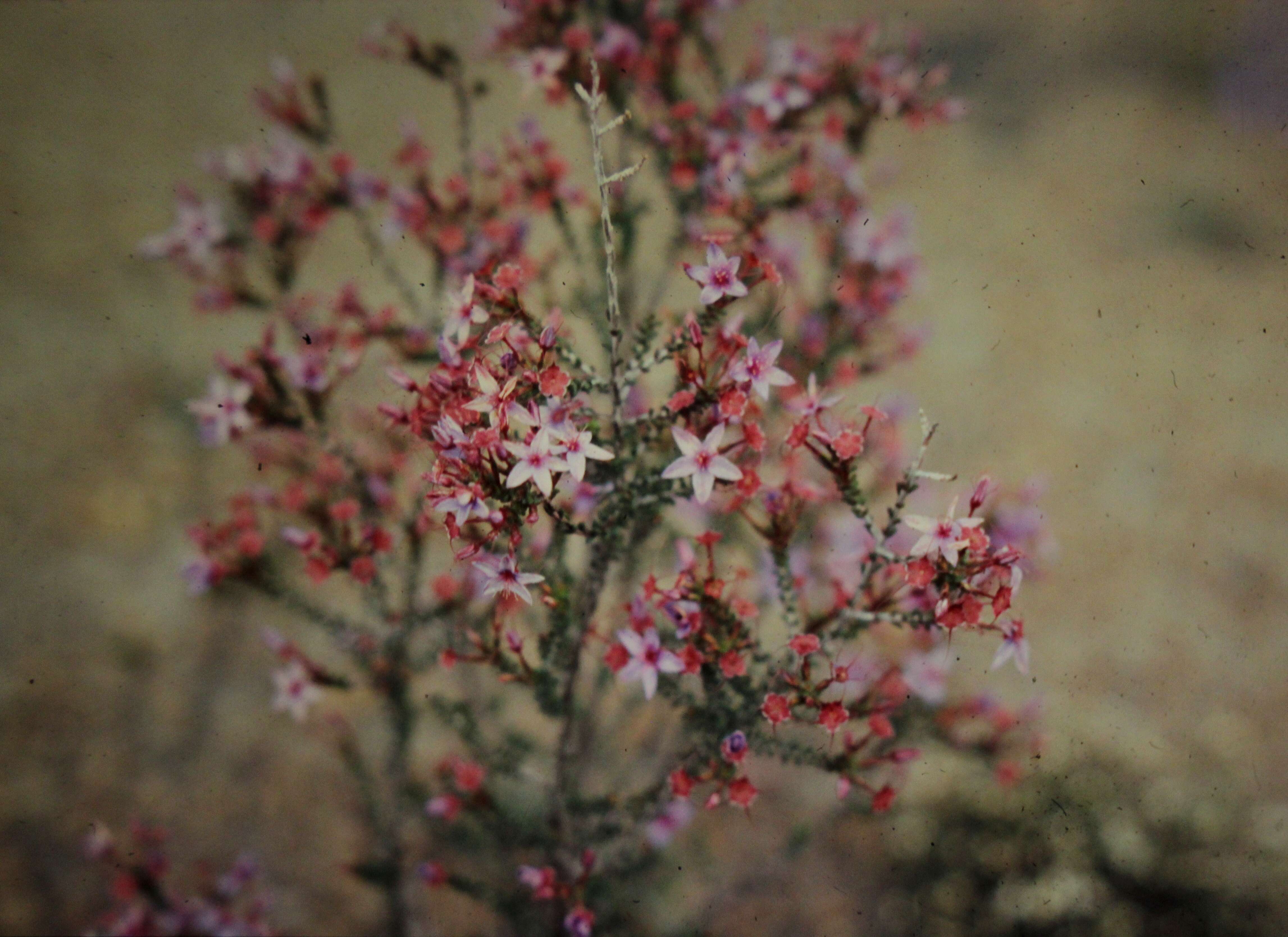 Image de Calytrix