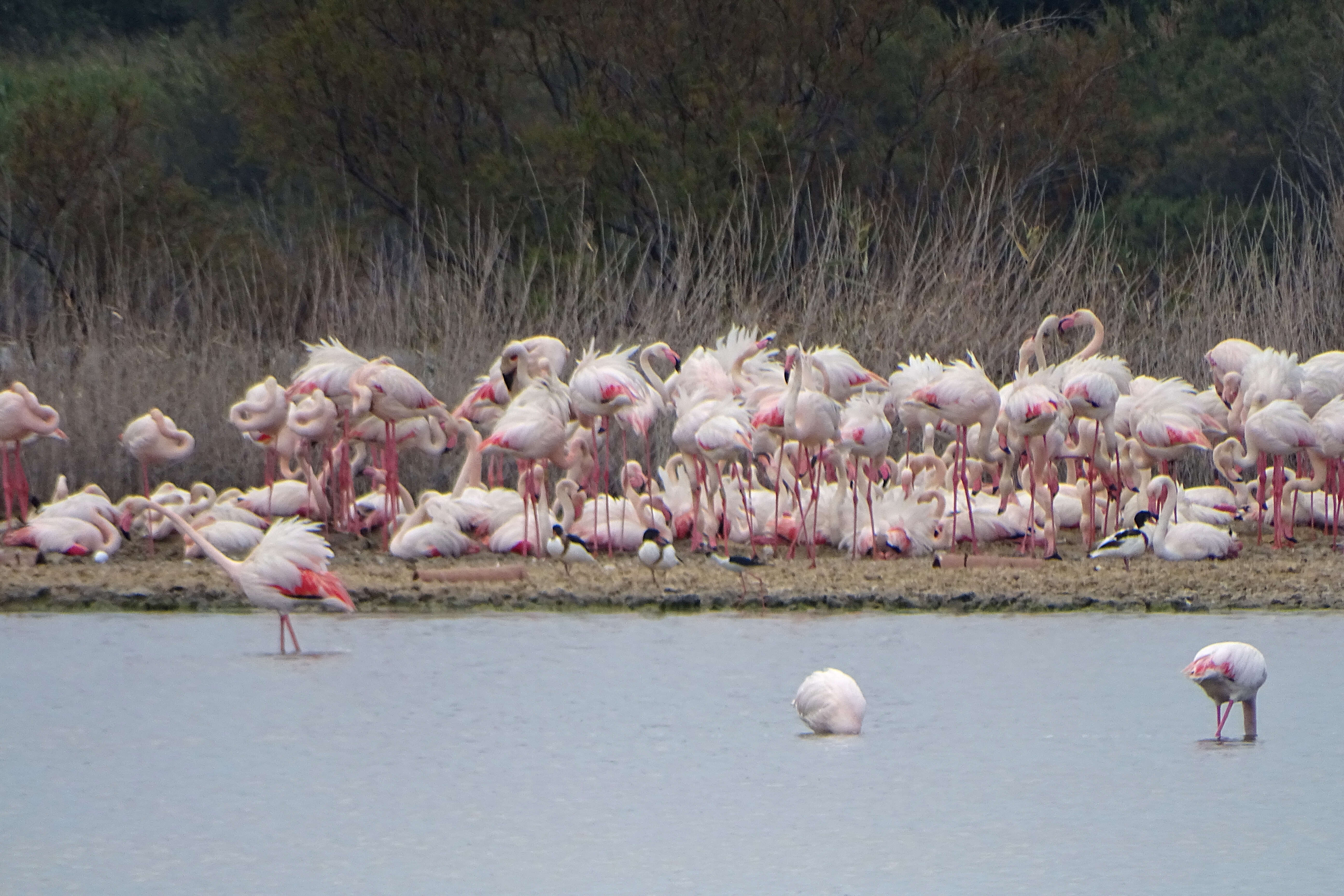 Imagem de Phoenicopterus Linnaeus 1758