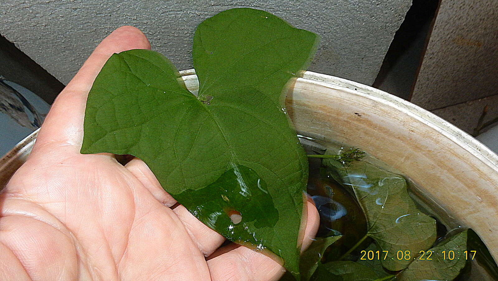 Image of Ipomoea cynanchifolia Meisn.