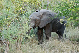 Image of African bush elephant