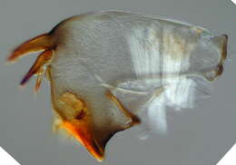 Image of Baetidae