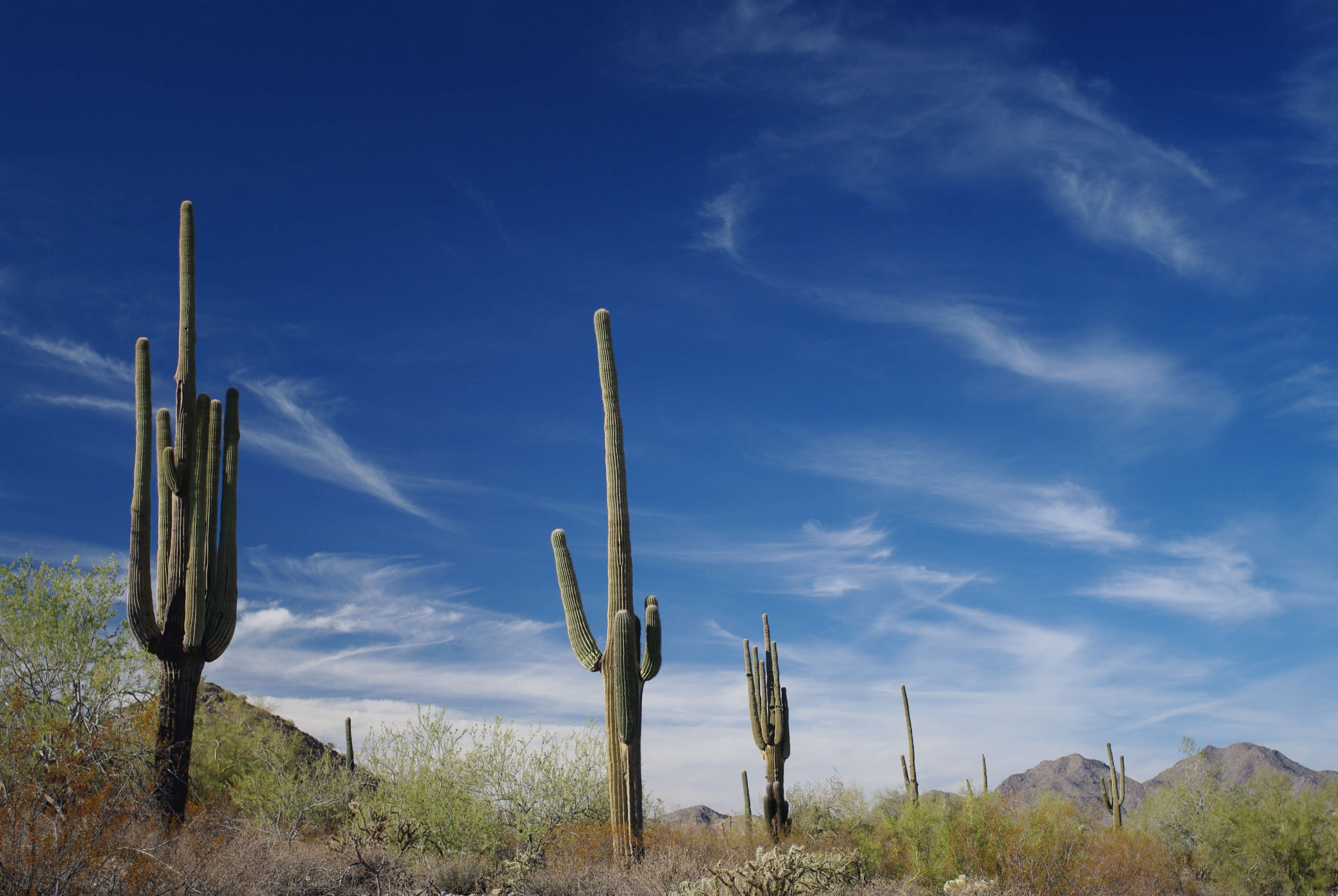 Image of saguaro