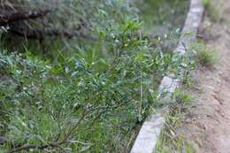 Image of Jerusalem Cherry