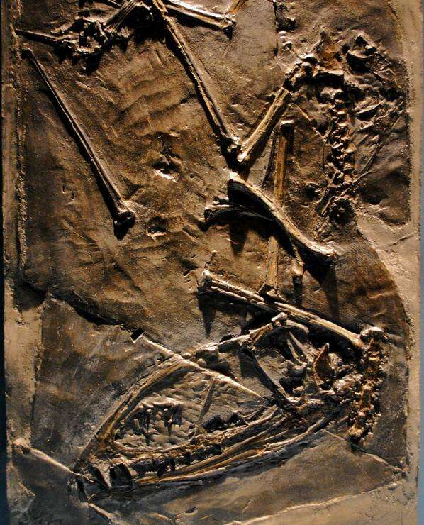 Image of pterosaurs