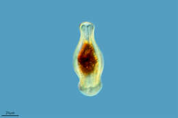 Image of Gomphonema gemiinatum