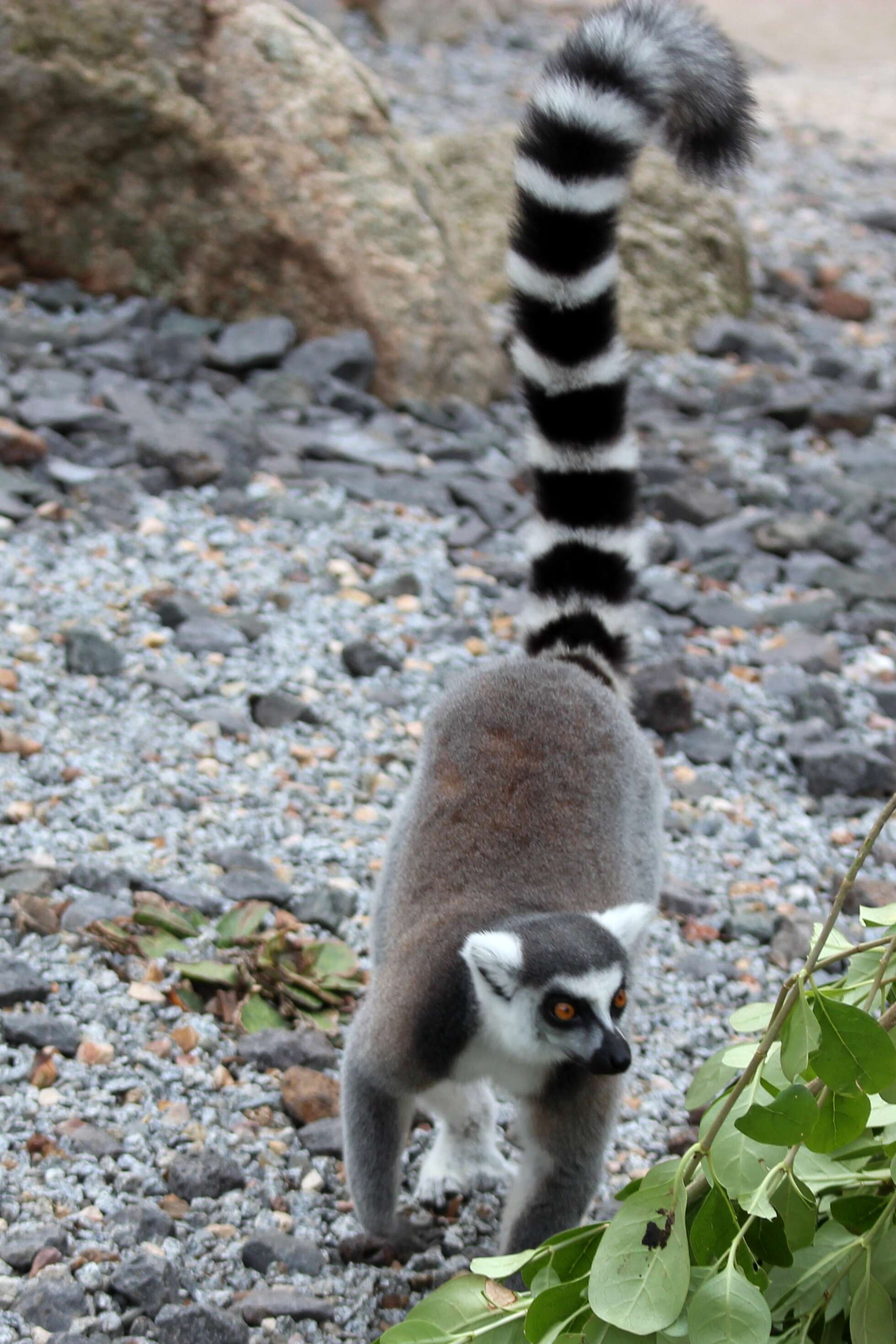 Image of Lemur Linnaeus 1758