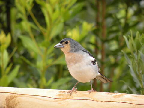 Image of Fringilla Linnaeus 1758