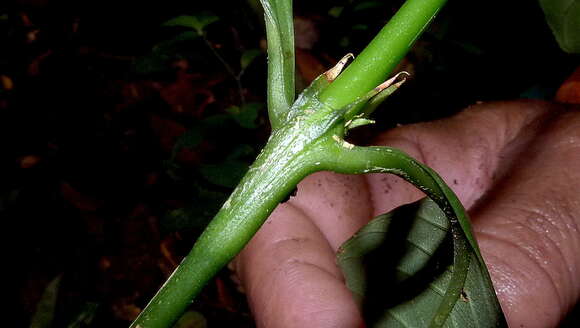 Imagem de Palicourea racemosa (Aubl.) Borhidi