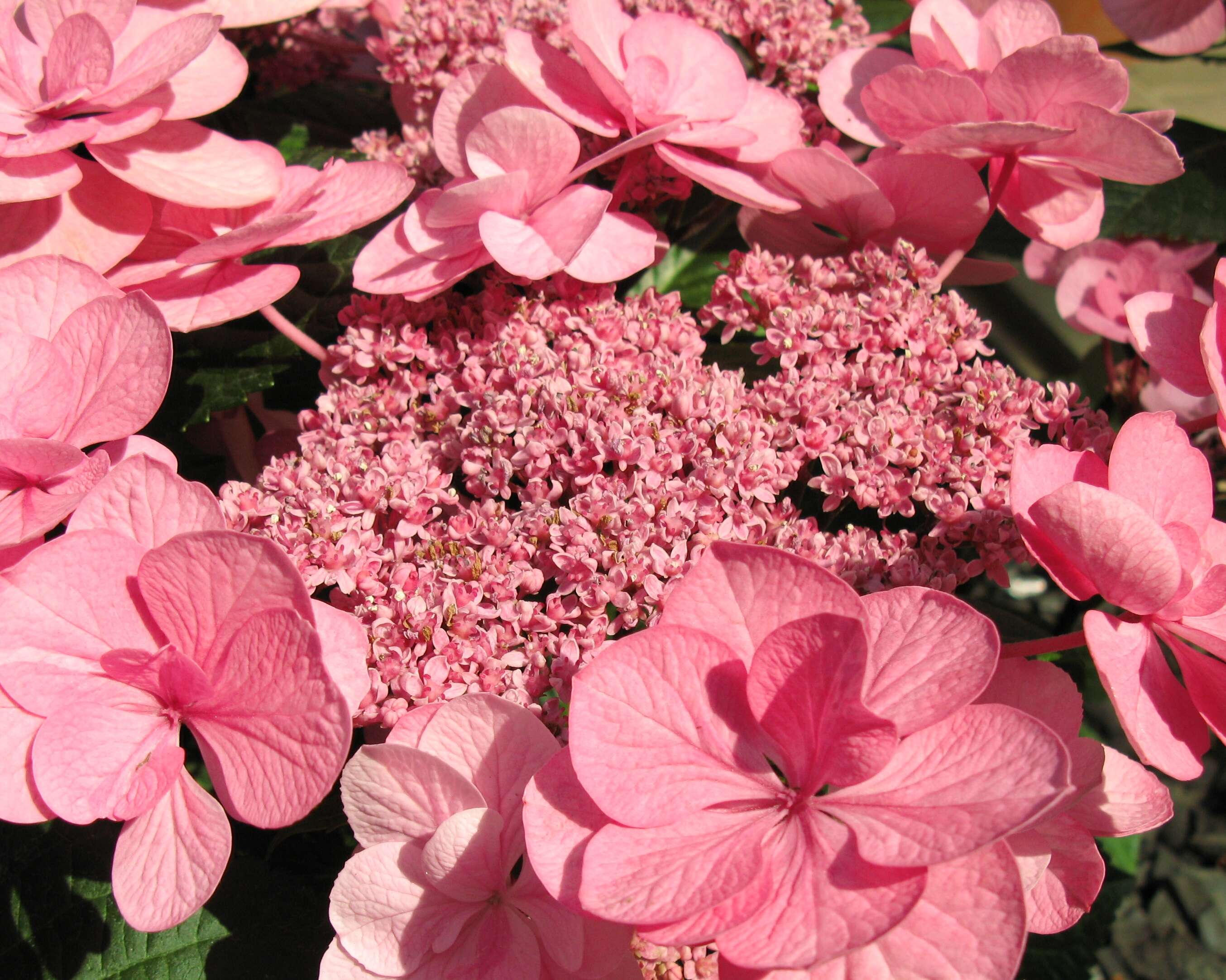 Image of hydrangea