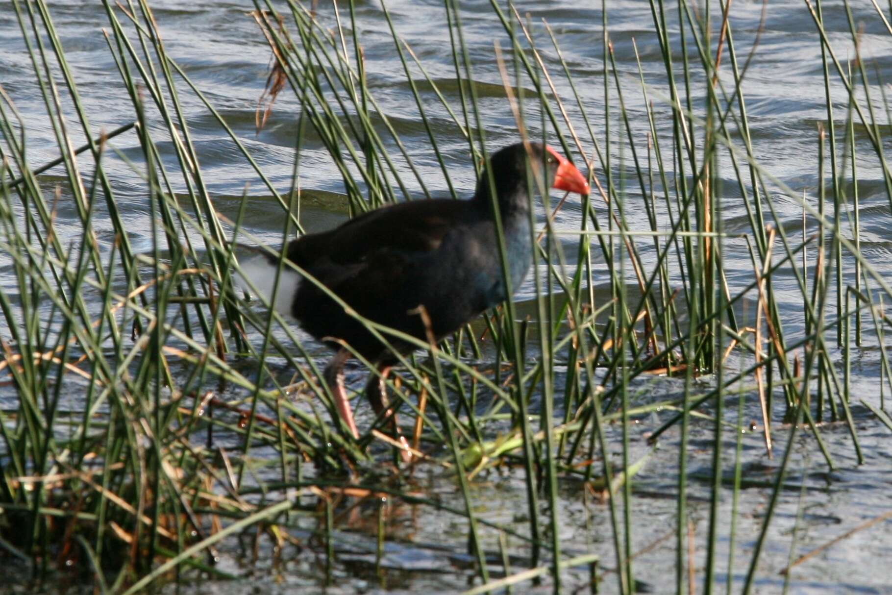 Image of Swamphen