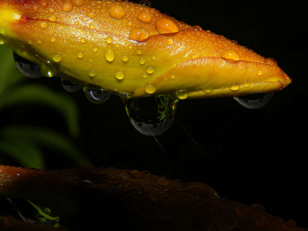 Image of bush allamanda