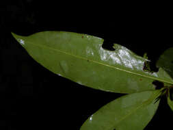 Image of Erythroxylum macrophyllum Cav.