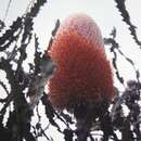 Image of Acorn Banksia