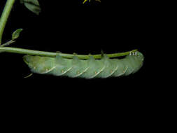 Image of Carolina sphinx