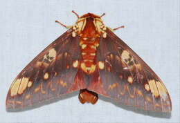 Image of Citheronia hamifera Rothschild 1907